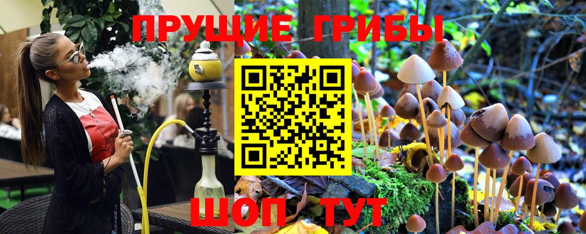 Галлюциногенные грибы Psilocybe  Белово 